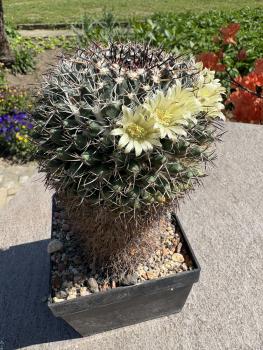 Mammillaria uncinata